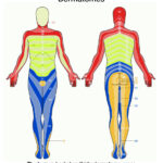 Chart of dermatomes in the body